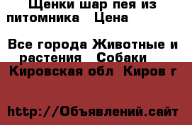 Щенки шар-пея из питомника › Цена ­ 15 000 - Все города Животные и растения » Собаки   . Кировская обл.,Киров г.